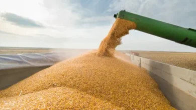 البحر الأسود يرفع تكلفة الغذاء في مصر.. أسعار الحبوب والزيوت في الواجهة