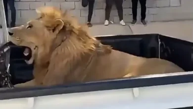 نمر وأسد في حفل تخرج صانع محتوى.. مشاهد تثير تفاعل الليبيين