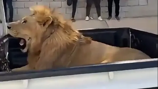 نمر وأسد في حفل تخرج صانع محتوى.. مشاهد تثير تفاعل الليبيين