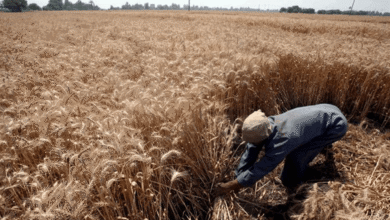 هل انتاج الخبز في خطر؟ هجمات البحر الأسود تهدد إمدادات القمح العالمية