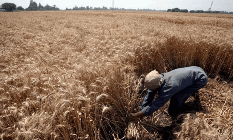 هل انتاج الخبز في خطر؟ هجمات البحر الأسود تهدد إمدادات القمح العالمية