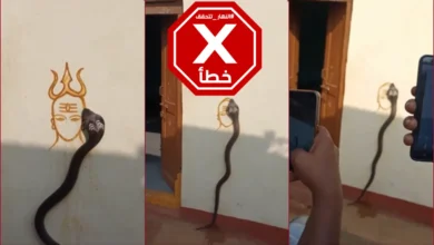 ظاهرة مخيفة في منزل شيخ... ثعبان يرسم أشكالاً غريبة؟ النهار تتحقق FactCheck