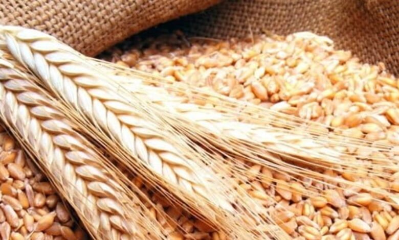 لاتفيا تُعلن عن نيّتها فرض رسوم جمركية على الحبوب من روسيا وبيلاروسيا