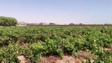 خطر يداهم المحاصيل.. إغلاق طرق التصدير يهدد بتلف المنتجات الزراعية