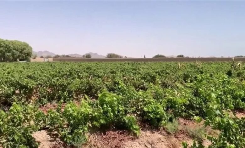 خطر يداهم المحاصيل.. إغلاق طرق التصدير يهدد بتلف المنتجات الزراعية