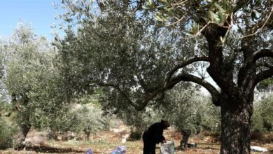 "زيتون لبنان" يحرّك قضاء فرنسا.. ما القصة؟