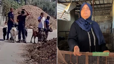 مسنة نابلسية ترثي مصدر رزقها عقب هجوم مستوطنين