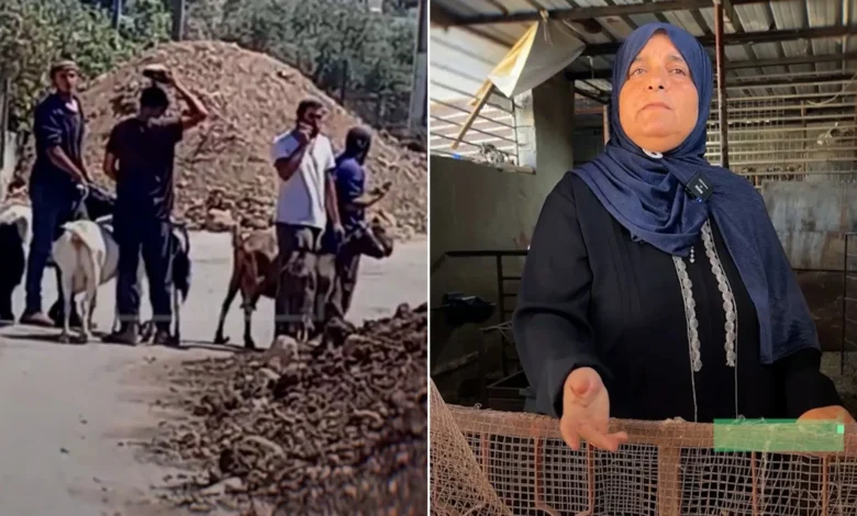 مسنة نابلسية ترثي مصدر رزقها عقب هجوم مستوطنين