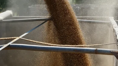 "لا نرى مبررا لاستئنافها".. روسيا تغلق الباب أمام عودة اتفاق الحبوب