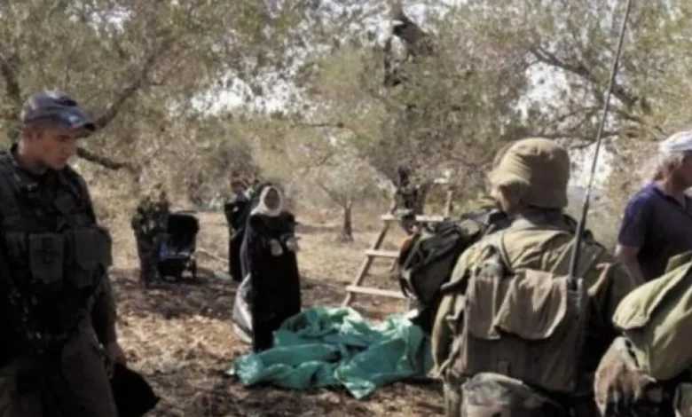موسم الزيتون في الضفة الغربية... قطاف تحت اعتداءات إسرائيل (فيديو)