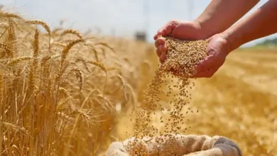 الجزائر تشتري 600 ألف طن من قمح الطحين في مناقصة دولية