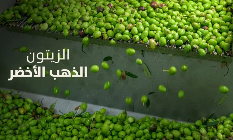 "الزيتون... الذهب الأخضر" - ملف خاص من "النهار"