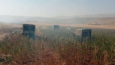 في البقاع.. الجيش يُتلف 60 دنماً من "الحشيشة" (صور)
