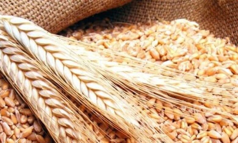 إنخفاض العقود الآجلة للقمح بعد إعلان ترامب عن "هدنة الطاقة" بين روسيا وأوكرانيا