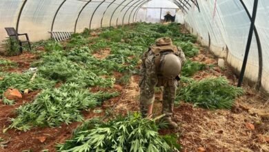 الجيش ضبط مخدرات وأتلف 14 خيمة مزروعة بالماريجوانا