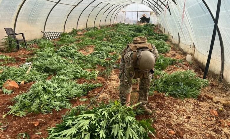 الجيش ضبط مخدرات وأتلف 14 خيمة مزروعة بالماريجوانا