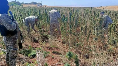 الجيش اللبناني يتلف حوالي 60 دنماً من حشيشة الكيف المزروعة في بعلبك