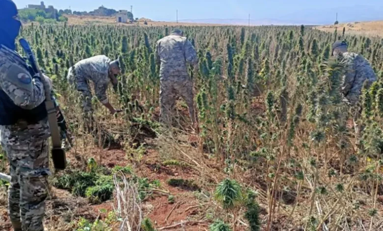 الجيش اللبناني يتلف حوالي 60 دنماً من حشيشة الكيف المزروعة في بعلبك