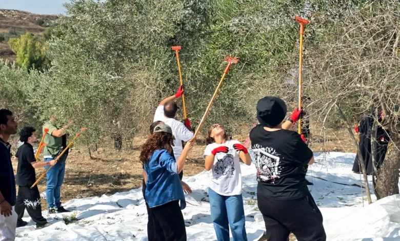 مبادرة تضامنية... متطوعون من طرابلس وعكار وصيدا ساهموا بقطاف الزيتون في بلدة جبشيت (فيديو)