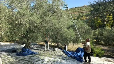 الجيش الإسرائيلي يمنع مزارعي كفرشوبا من قطاف الزيتون