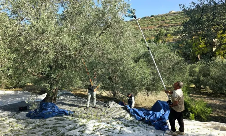 الجيش الإسرائيلي يمنع مزارعي كفرشوبا من قطاف الزيتون